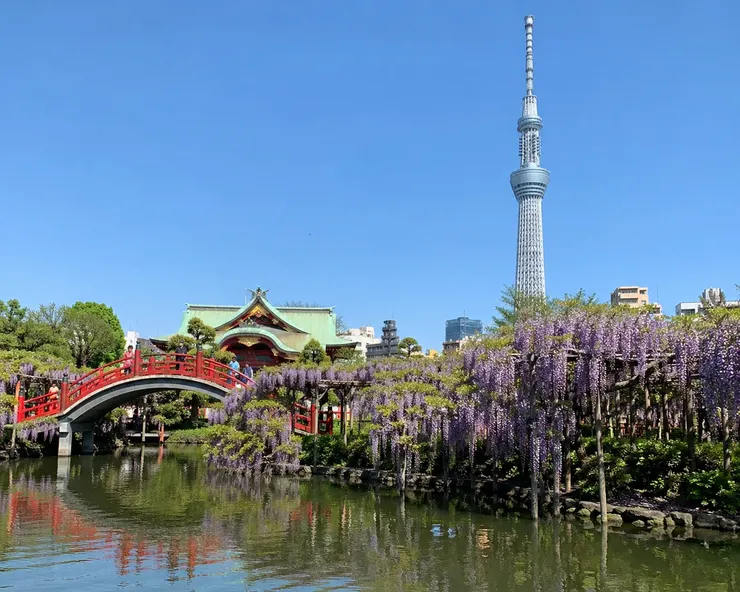 龜戶天神社 - 紫藤花