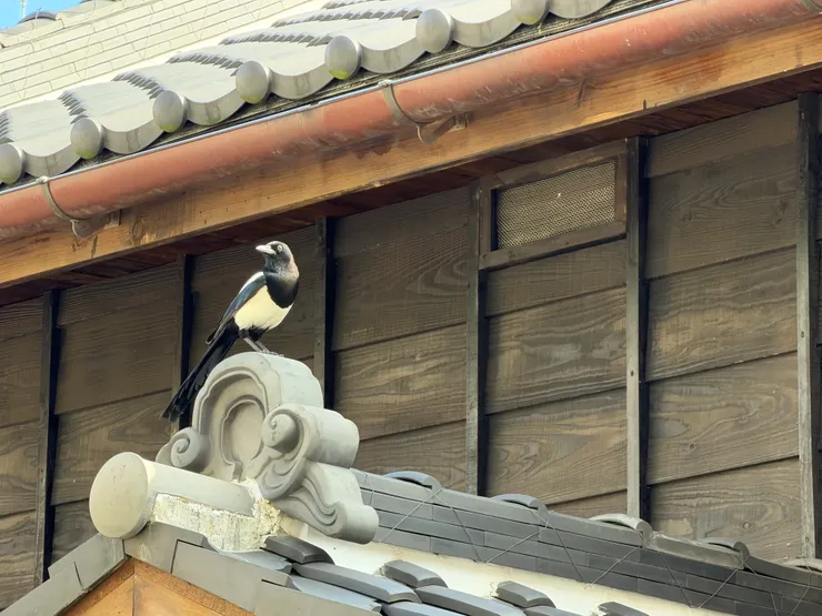 北漂。長住拍攝