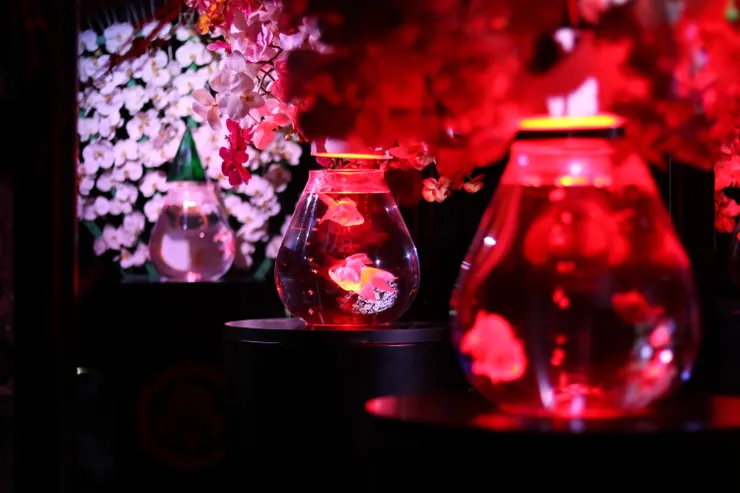 Canon750D. ISO400. f1.8. 1/60sec