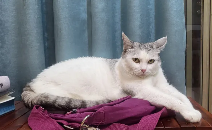 小白(李建崑攝影)