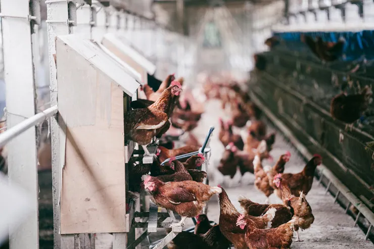 台灣長年的籠飼方式，與先進國家的飼養方式不同(圖源：我們的島)