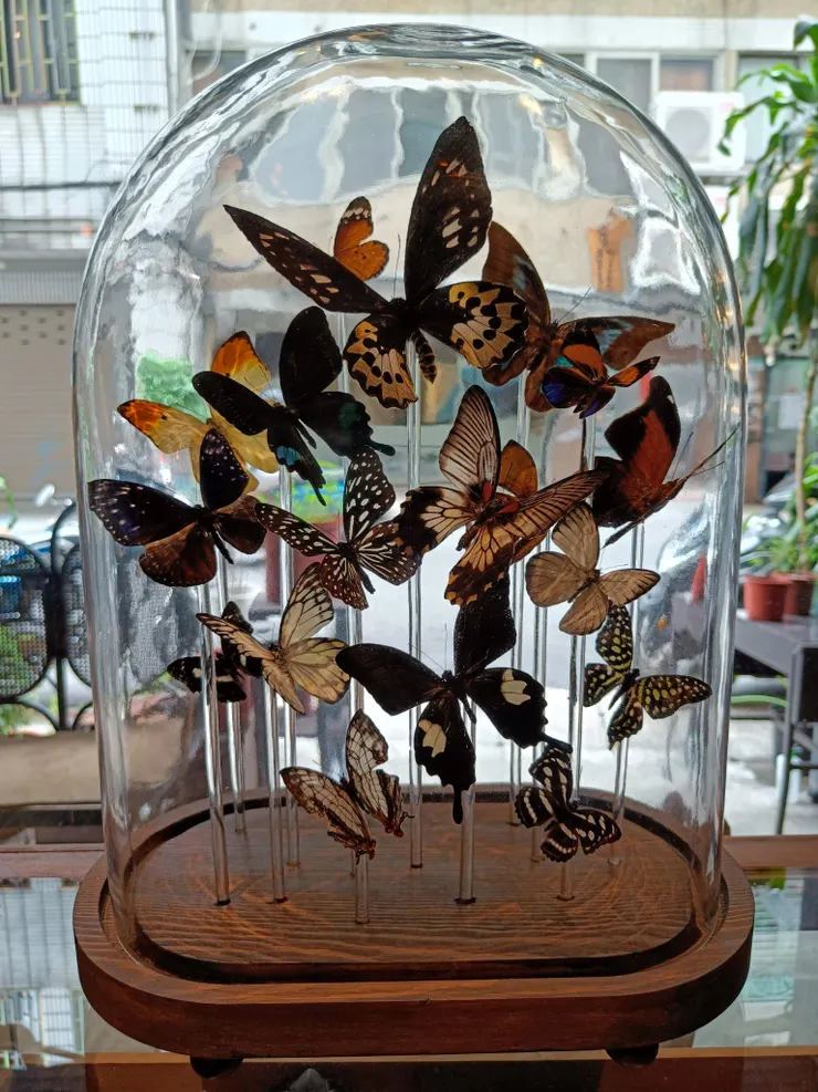 這絕對是店內最不嚇人的標本了！