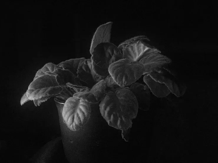 Usambara Violet (2020)