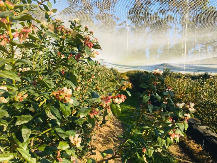 沒有藍莓的藍莓樹