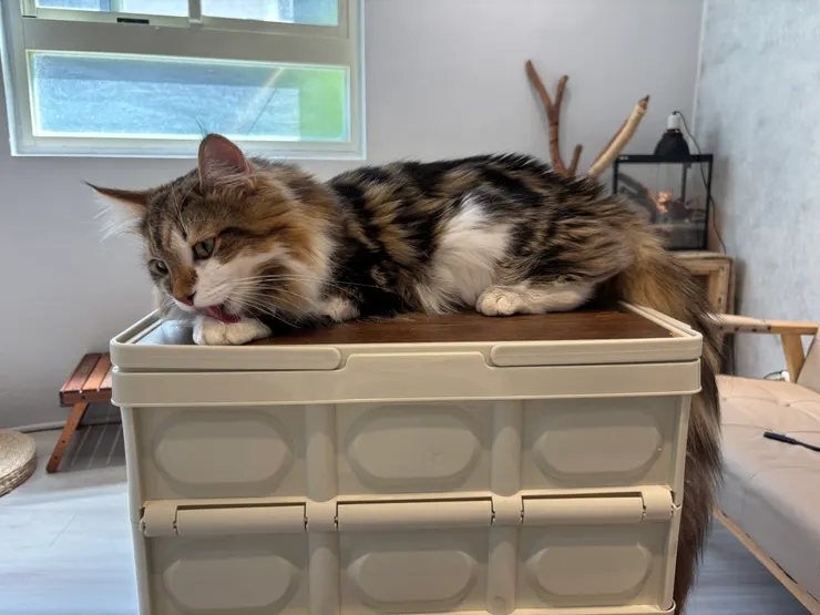 貓境|不給吃的也不讓你吃