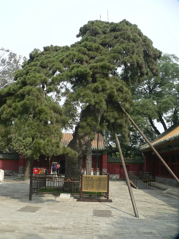 油松。CC BY-SA 3.0