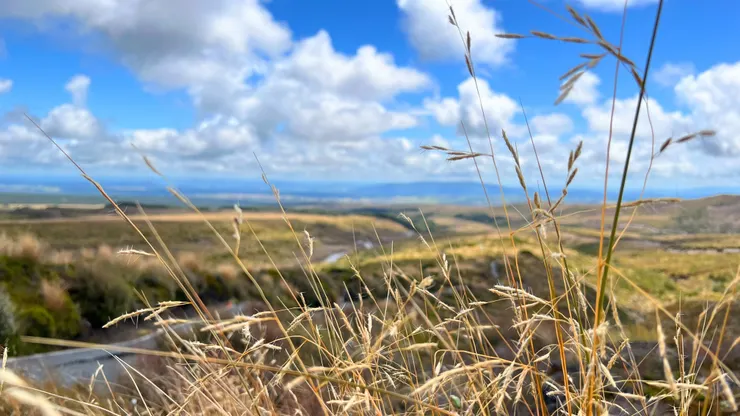 2023.1 Tama lack track in NZ