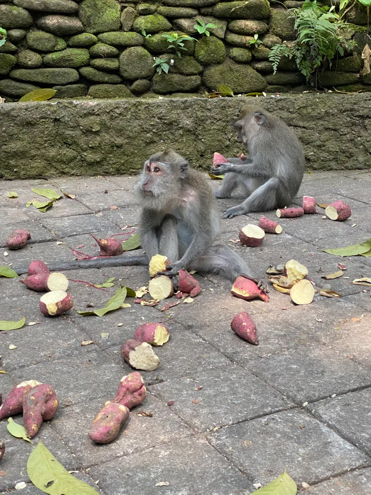 烏布聖猴森林Sacred Monkey Forest Sanctuary