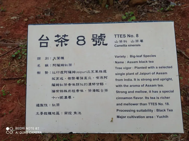 台茶八號介紹牌