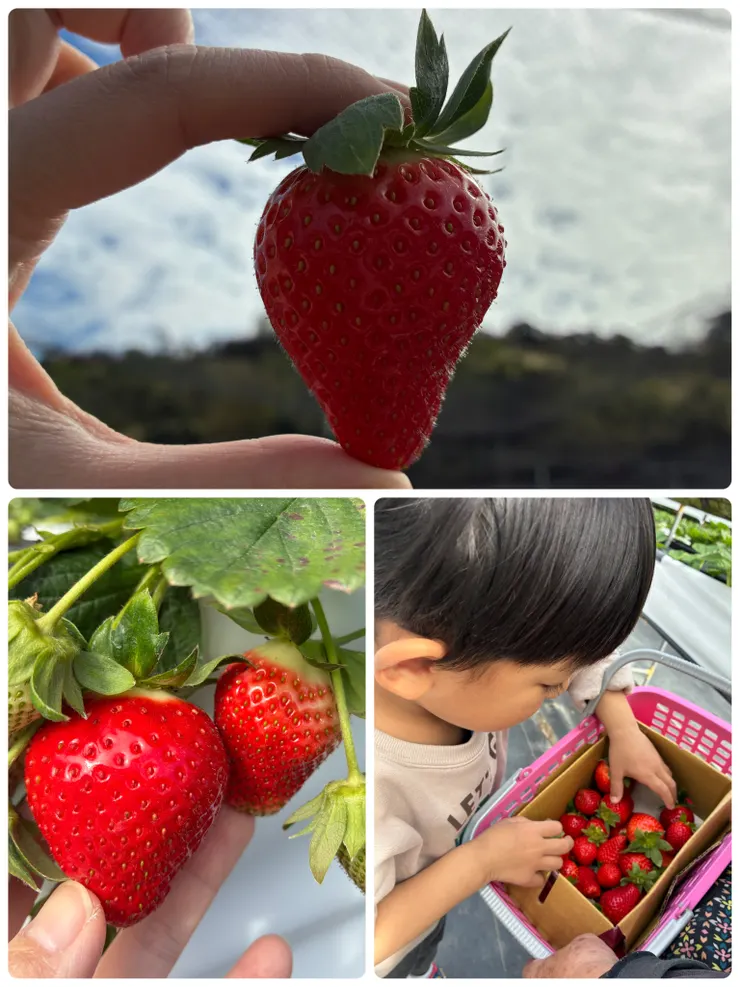 草莓都超級大顆！很飽滿！色澤也很鮮豔！