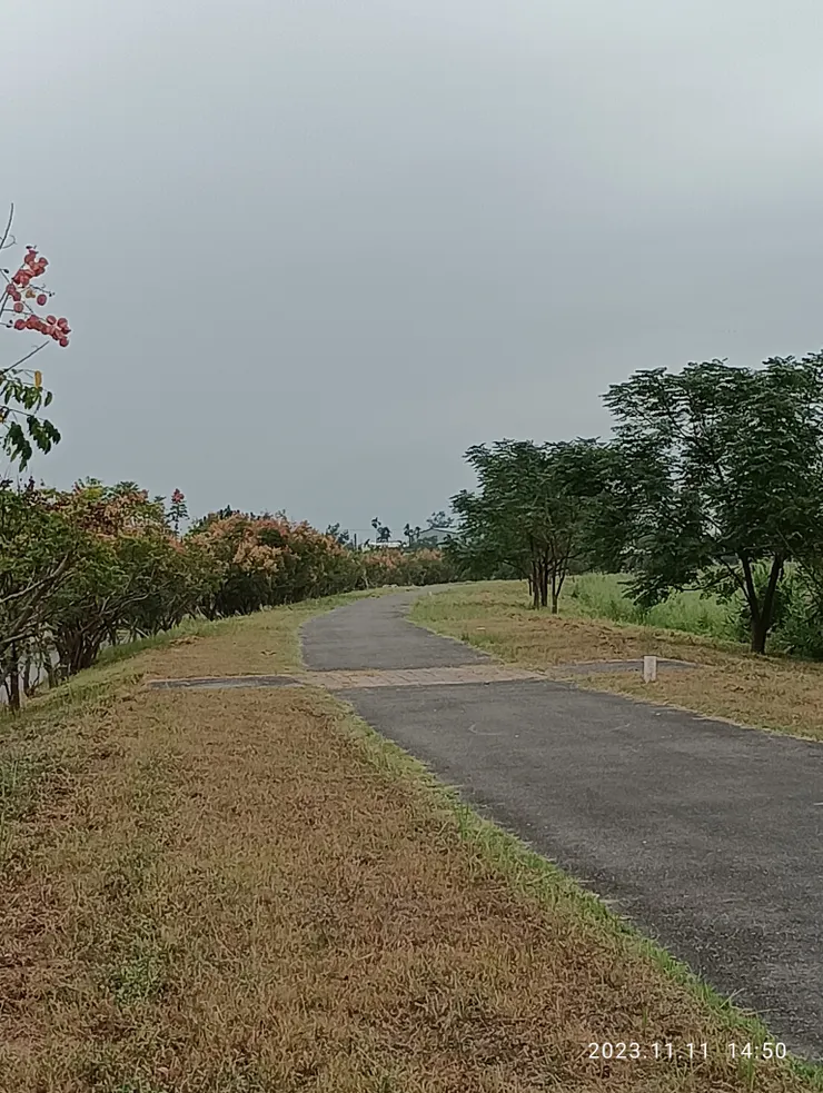 欒樹參差花開亂，自拍攝