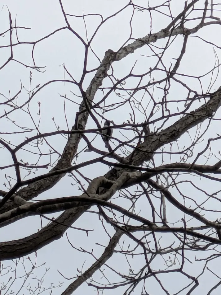 樹上棲息的山雀