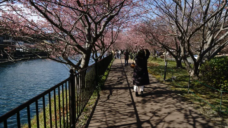 日本賞櫻祕境：河津櫻花隧道之旅之2025年3月10日河津站賞櫻