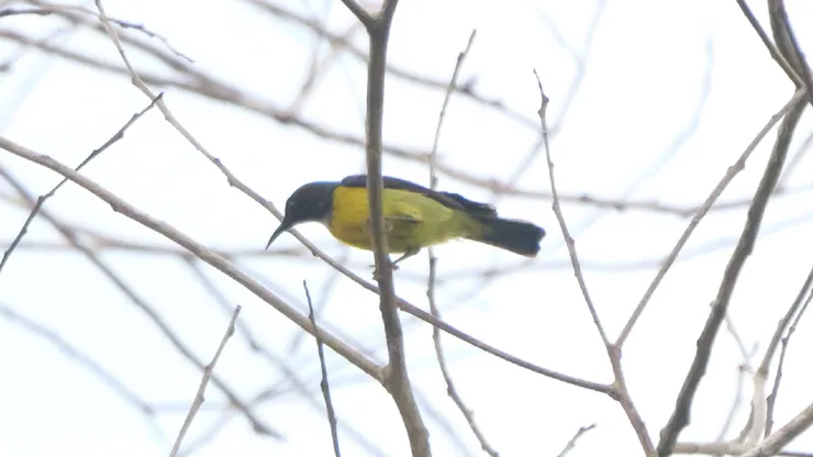 Brown-throated Sunbird 褐喉太陽鳥