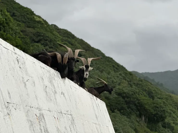 蘭嶼羊是財富的象徵