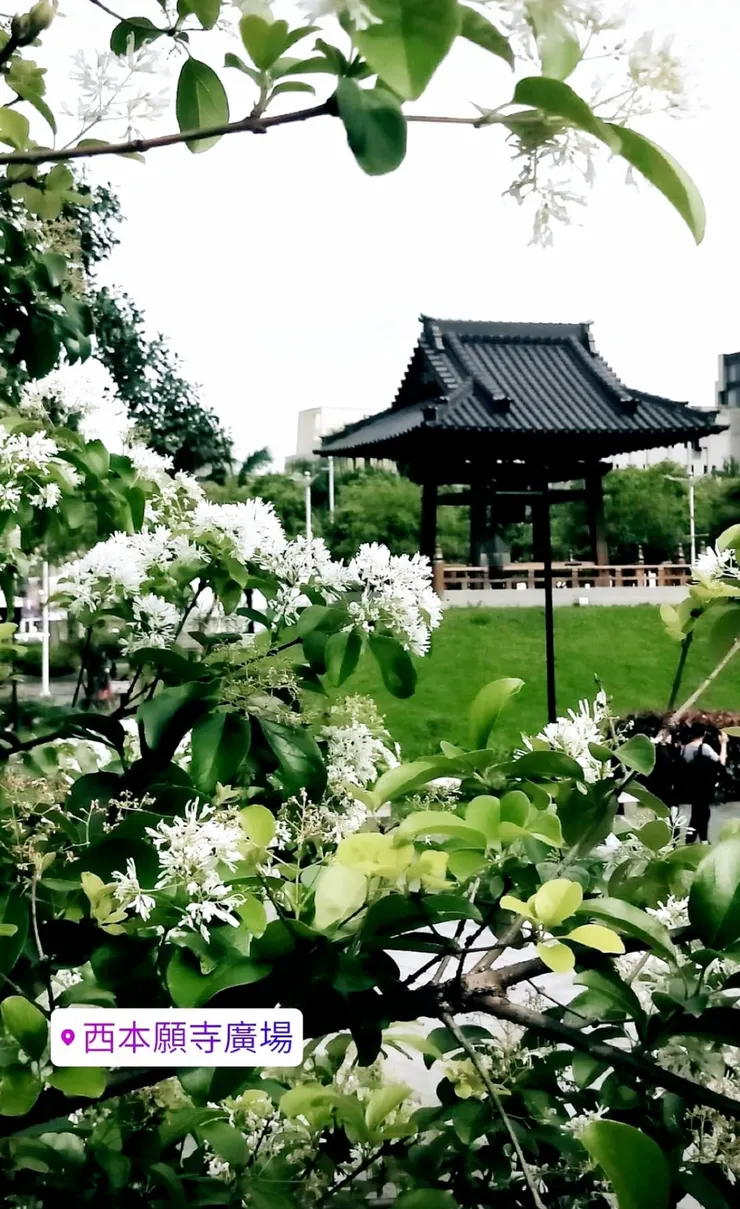 霉女2019年5月拍攝於西本願寺