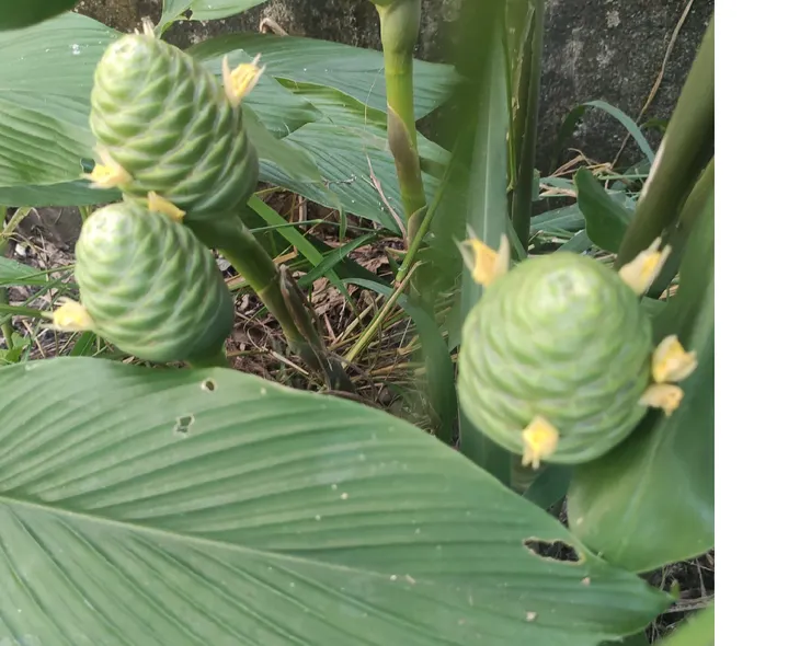 每年7月份紅球薑開始抽花穗