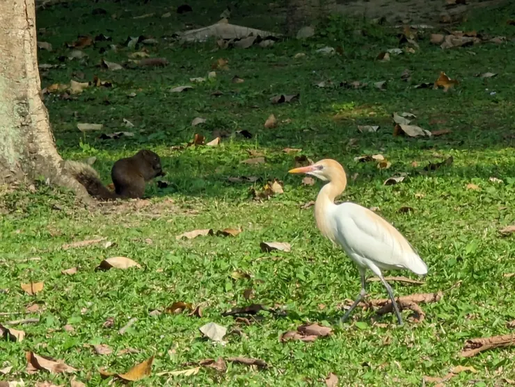 在大安森林公園拍的西方黃頭鷺