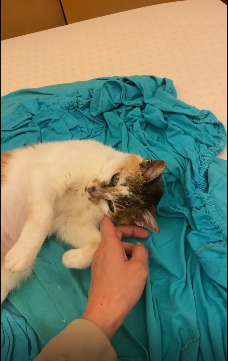 與咪咪共享這放鬆的氛圍