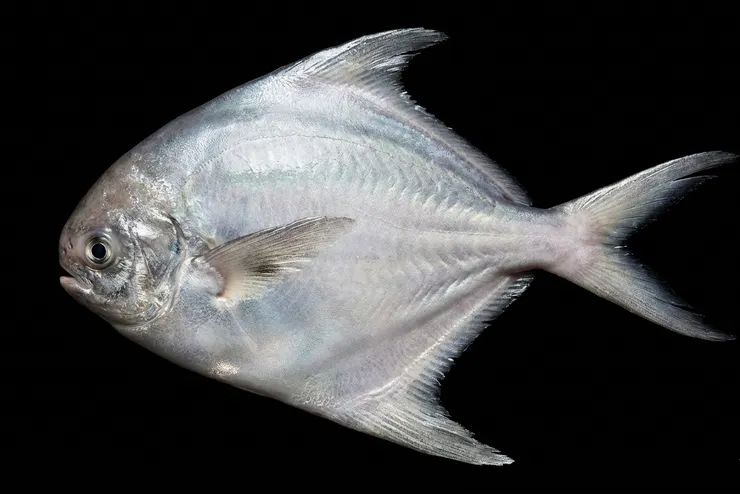 白鯧因體色呈現閃亮光明因而得名
