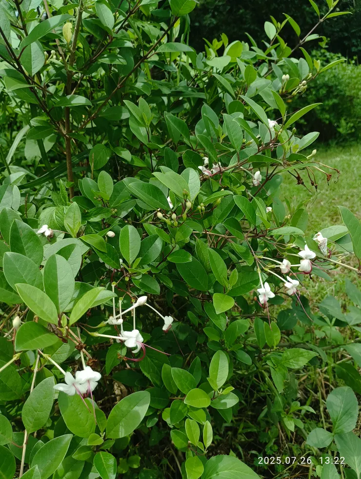 苦林郎也名苦林盤，自拍攝