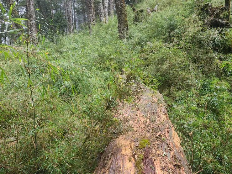 第二個路條附近遇到這個倒木，不要走這裡，路應該在別處。我沿著倒木旁走，到倒木盡頭時落差很大，底下都被箭竹掩蓋有1人高的落差，摔了一下還好沒事