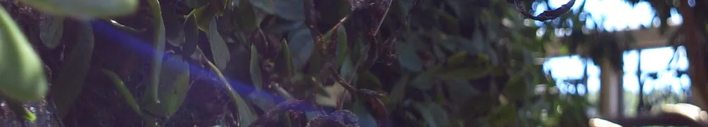 位於北緯二十五度的小葉冷水麻