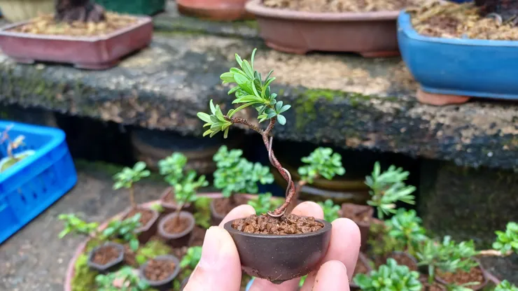 串場一棵小珍珠羅漢松