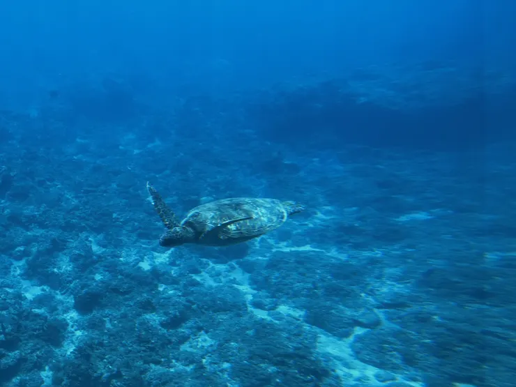 探索拉美的海龜1