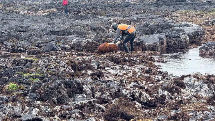 準備收工的海女
