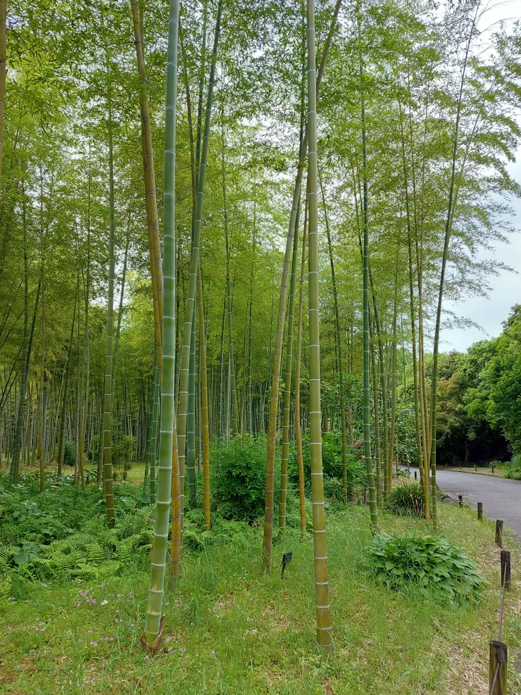 郷土風景的代表竹林の小径