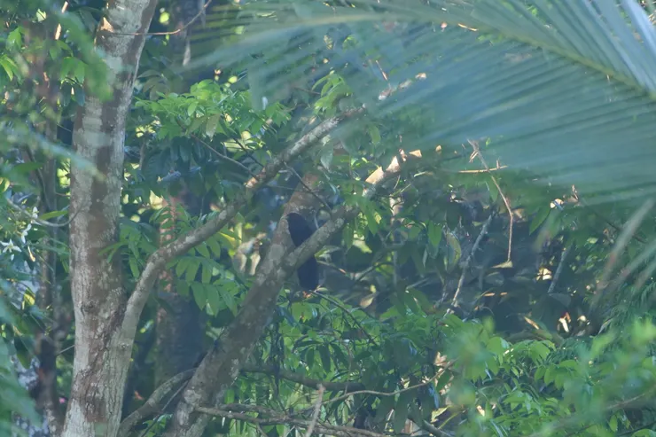 Green-billed Coucal 斯里蘭卡獨有種