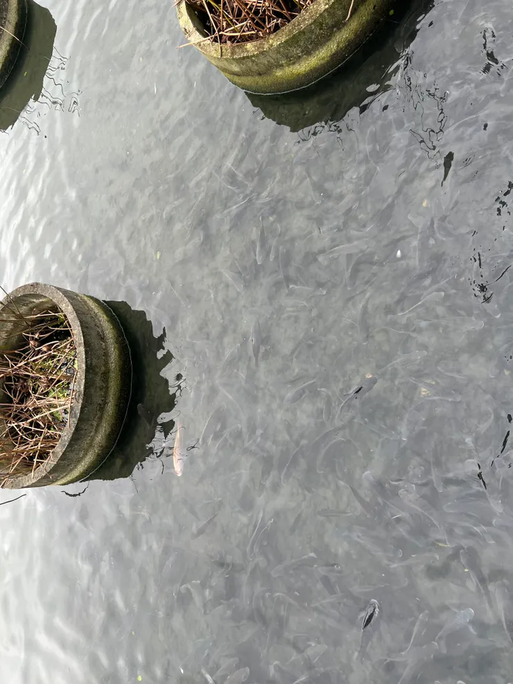 魚🐟池