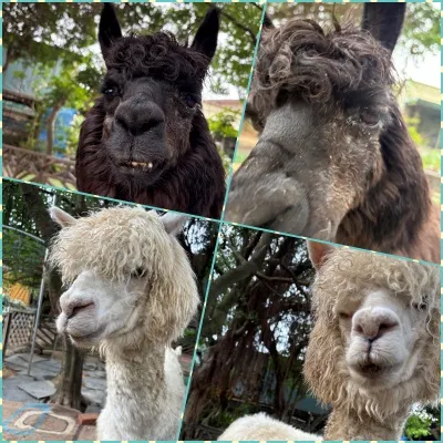 羊世界的草泥馬