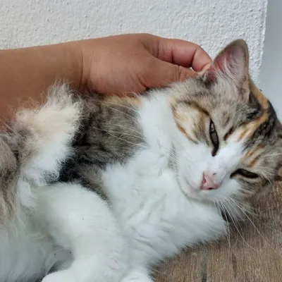 亂皂𥴊仔店 ⓂⒺⒾⓃⓀⒾⓄⓈⓀ 