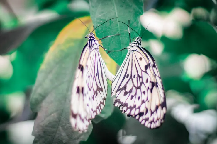 大白斑蝶。