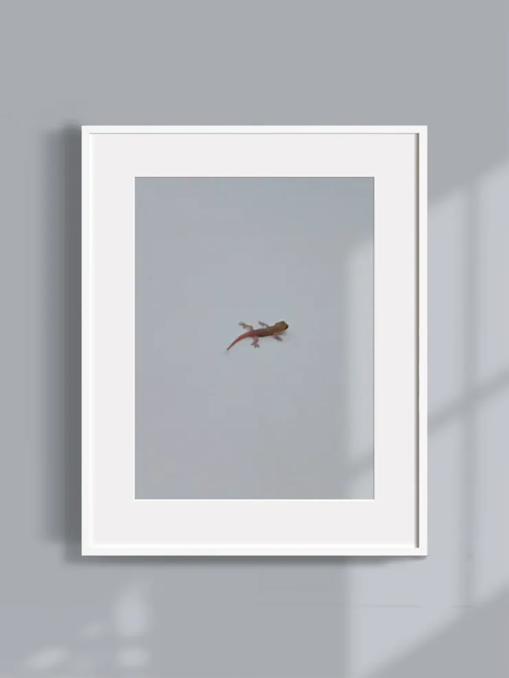 一位不請自來的，小小房客。