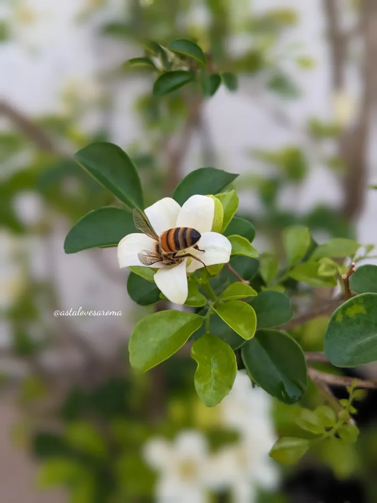 來採月橘花蜜的蜜蜂