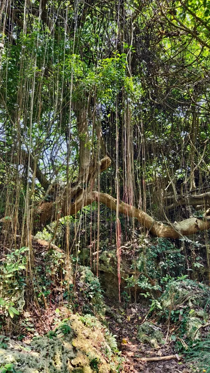 經過的山徑
