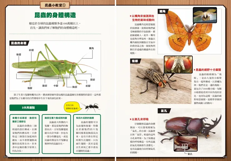 昆蟲的身體與構造|《最強戰鬥5:超酷昆蟲 最強王者大戰圖鑑》|小角落文化出版