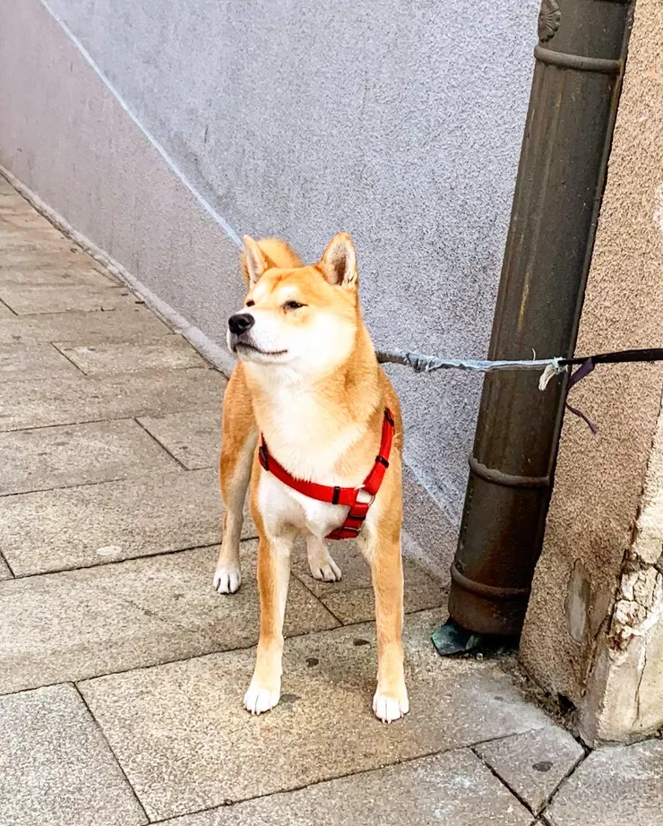 圖二:西班牙柴柴