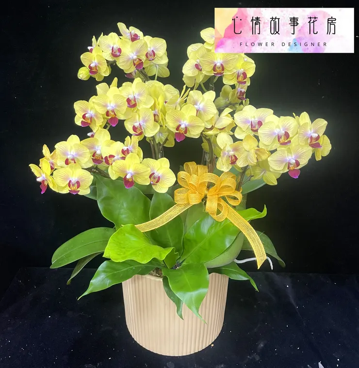 台南在地三十年｜心情故事花房提供八大多樣化花卉商品，從高雅蘭花到永生花，全方位滿足您的需求，品質保證、送達迅速