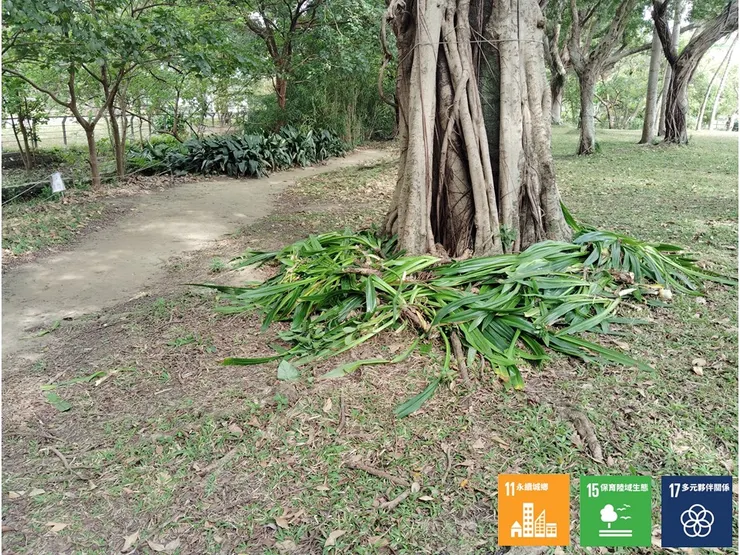 將移除的園藝植株鋪覆在現有的裸地範圍內，藉以減緩土壤受曝曬與踩踏後所造成的板結狀況
