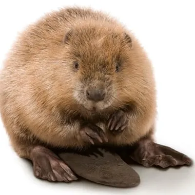 松鼠寶寶的沙龍