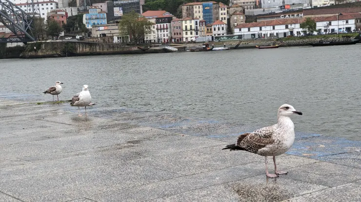 只有鳥站得穩穩的～