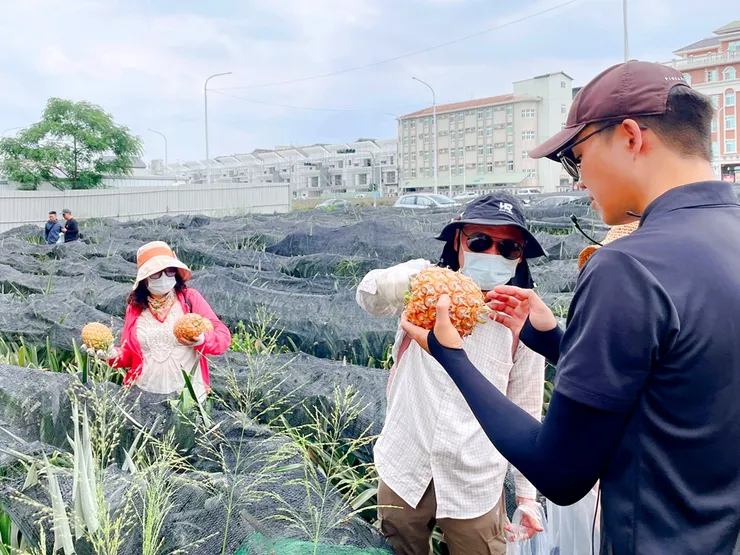 圖說：廠長陳俊翰（圖右）帶團員走入鳳梨田，體驗親手摘鳳梨的樂趣。（資料來源：旺萊山）
