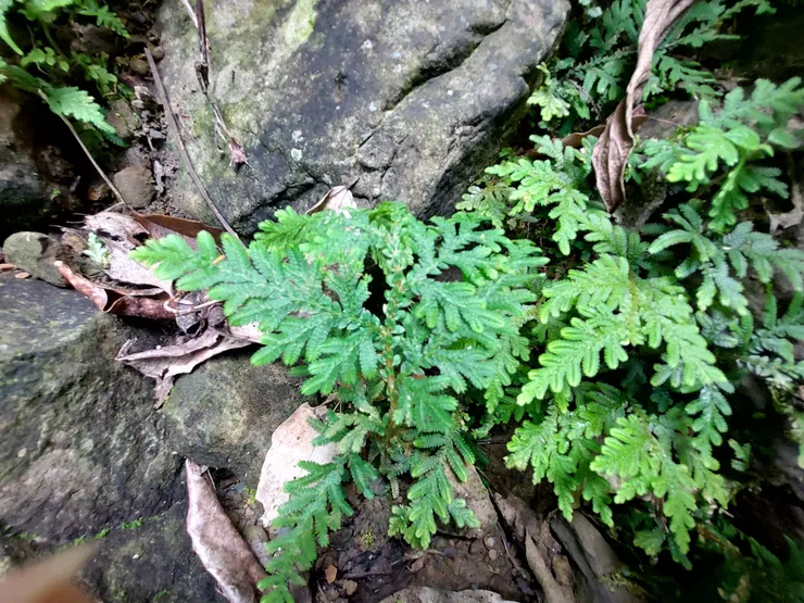 在潮濕岩石縫中生長、葉片細緻且帶有一種獨特金屬光澤的植物，是蕨類植物的近親：卷柏