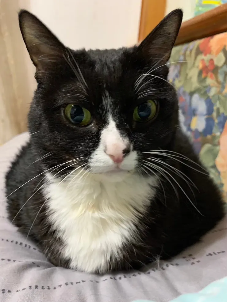 照片:Dio姐姐提供