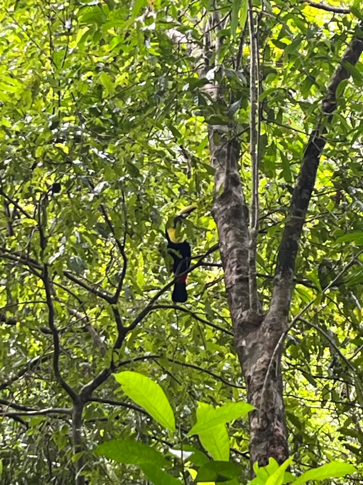 不同顏色的toucan