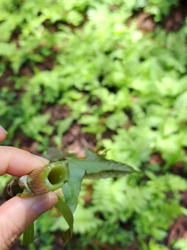 吃吃看，苦苦的植物/攝影:NANA濕婦